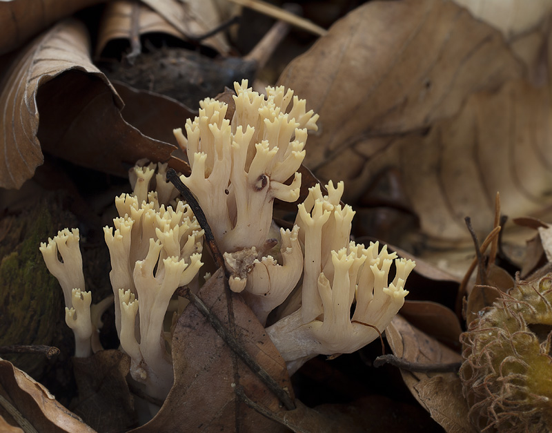 Ramaria stricta